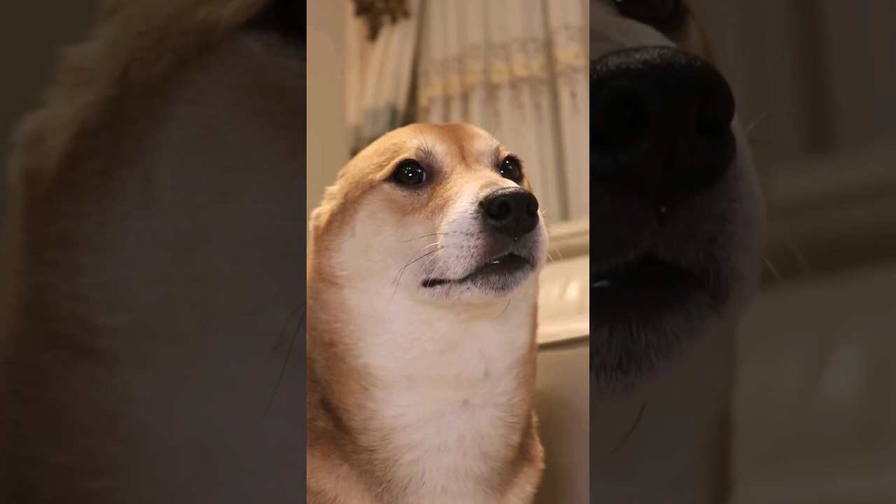 vibin with Seal Winnie🎷💃 #shibainu #dog #cutedog