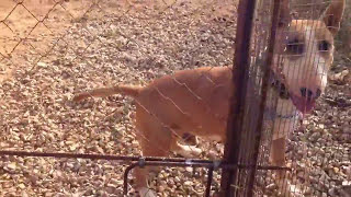 Pitbull Vs Bullterrier