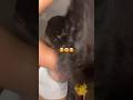 How To Make Your Wig Look Full ‼️ #hairstyles #subscribe #viralvideo #shorts