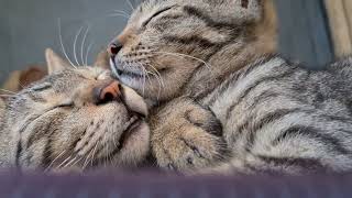 Relaxing cat videos ,watch My Cute cats & kitten,Foster cats ,show love #cats #kitten