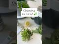 Spring Cleanse Support - cleansing tea! #health #natural #tea #digestion #immunity #cleanse