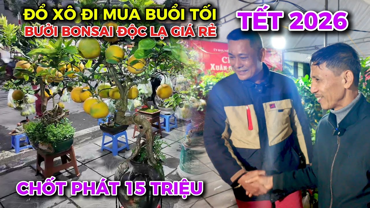 Tết Hà Nội 2026 - Bưởi Bonsai độc lạ giá rẻ Khách mua tấp nập không nhanh là hết