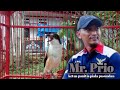 Masteran Cendet Full Isian Lovebird Masteran Cendet Trotol Mp3 - Mp4 Download