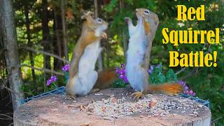 Red Squirrel Battle at the Feeder