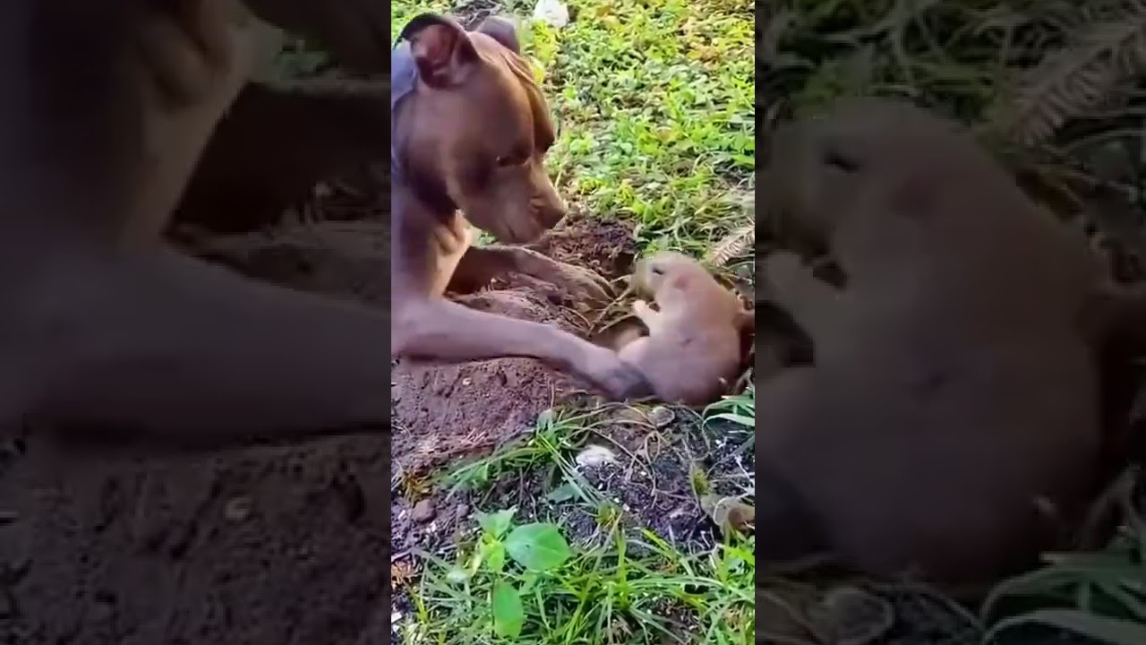 Lunar New Year 2022,chinese new year,Year of the Tiger,year of the tiger 2022,Chinese zodiac,tiger