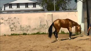 Akhal-teke colt Diger, 2010