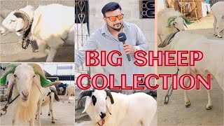 I'm in the video😎 | Big Size Amingad Sheep of Bangalore | Bakrid 2024 TipuFarm's RamBoost Results.