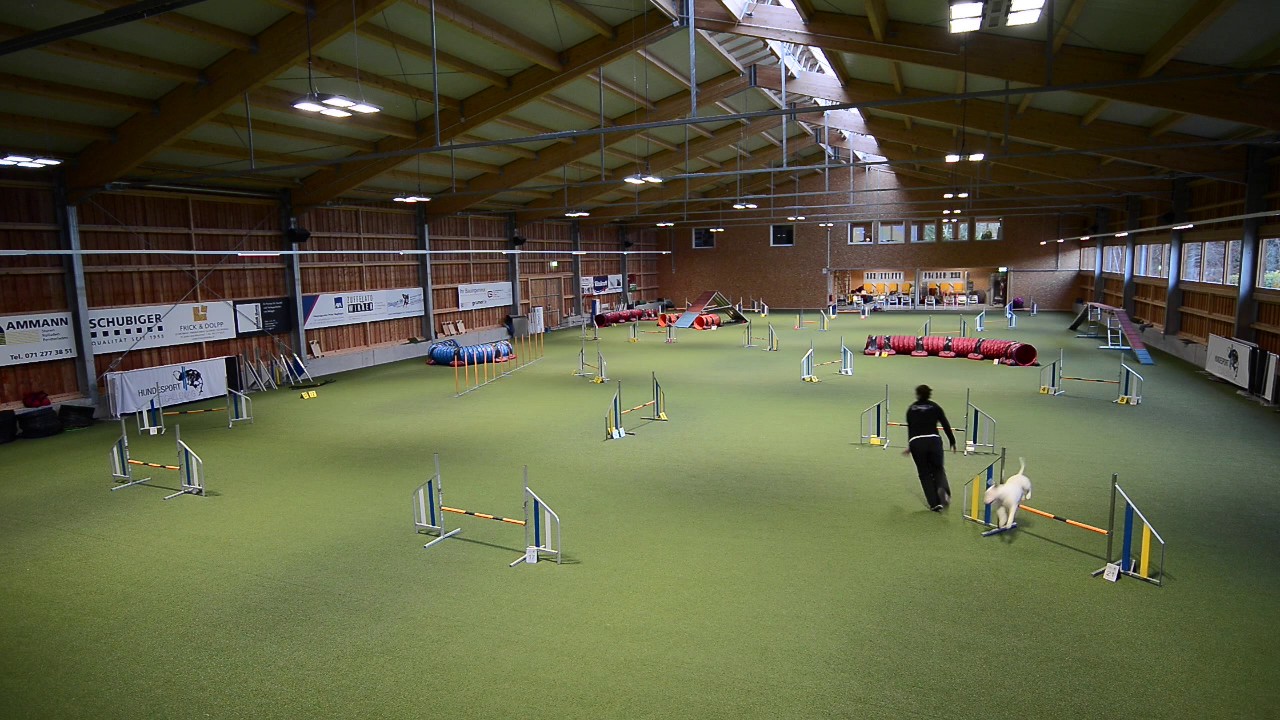 Professional agility video by Agility Gallery (sample) - YouTube