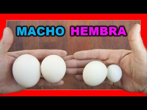 Trick how to know if an egg is male or female 😱
