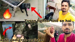Apbt Pedigree Register Tyson Fighter Line E Hai Apbt Fighter Line