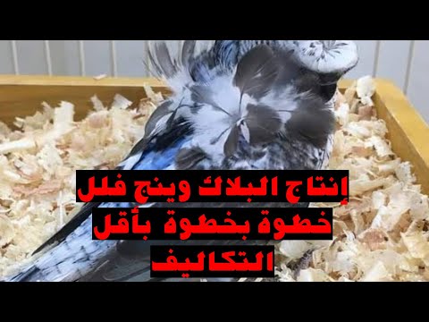 إنتاج البلاك وينج فلل بأقل التكاليف خطوة بخطوة