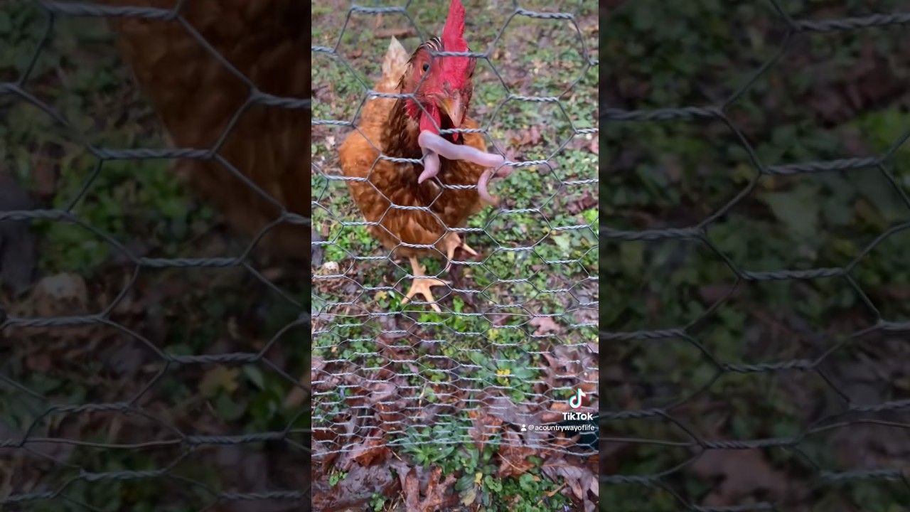 Chicken Eats Giant Worm In One Bite 