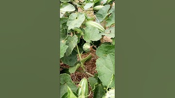 Amazing Pointed Gourd Field #shorts