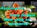 Asconopsis Irene Dobkin .  Не сложный  уход за орхидеей .