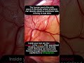 Inside Your Eye Blood Vessel 😳🩸 (Real Close-Up You’ve Never Seen)