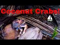 Coconut crab facts  how to survive on a desert island  part 3 of 3patrick childress sailing 18