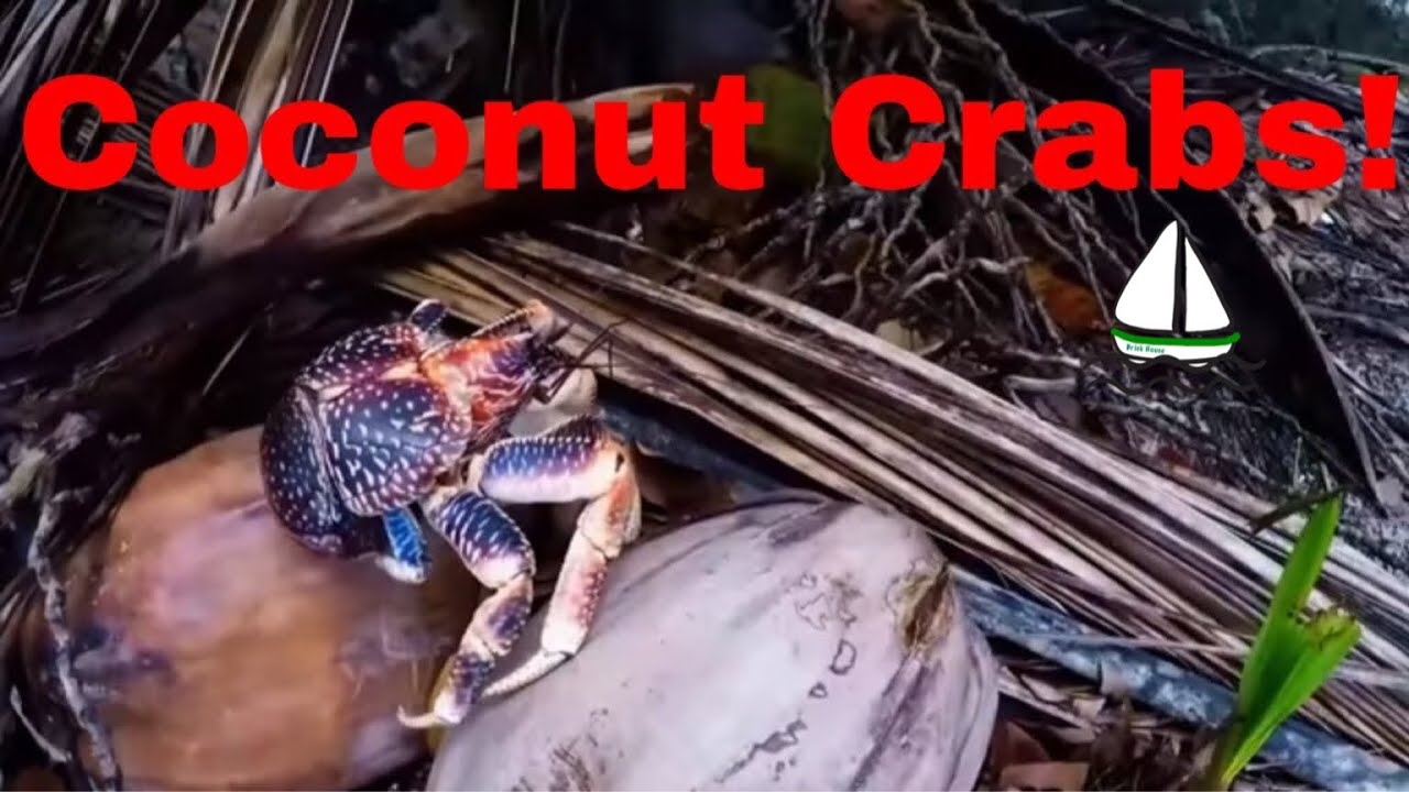 Coconut Crab Facts - Can you Survive on a Desert Island? Part 3 of 3-Patrick Childress Sailing