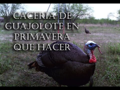 Video: Cómo Cazar En Primavera