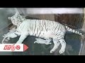 Ngắm những chú bạch hổ đầu tiên sinh tại Việt Nam | VTC