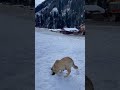 Çok susamış 🐶 #köpek #rize #snow #dog #youtubeshorts