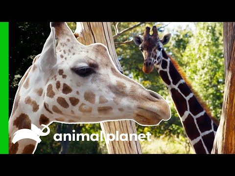 Meet The Beautiful Giraffes Of The Bronx Zoo! | The Zoo