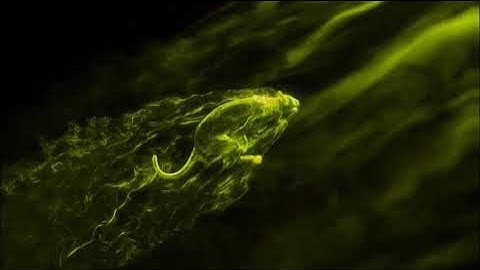 RUN PANTHER || 3D ANIMATION VIDEO👍