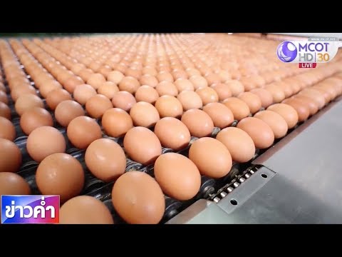 นโยบาย ราคา  New 2022  รักษาเสถียรภาพราคาไข่ไก่ตามนโยบายประชารัฐ