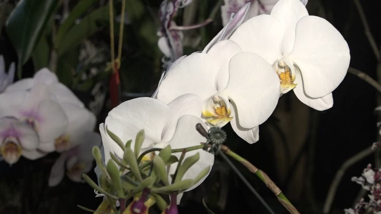 Springfield Orchid Society hosts annual show and sale
