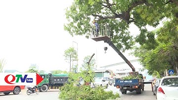 Đảm bảo an toàn cây xanh đô thị trong mùa mưa bão | QTV