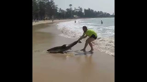 Homem salva vida de tubarão encalhado em praia da Austrália