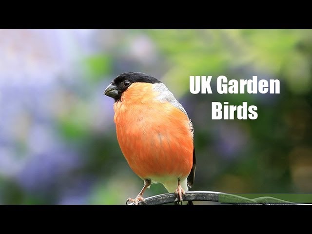 My UK Wildlife Garden Birds class=