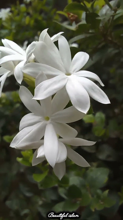 Maher Zain naat- Insha Allah |naat Insya Allah |  naat #islam #islamicstatus #islamicvideo