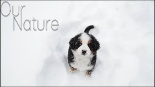 Puppies Playing In Snow For The First Time Compilation 2017 by Our Nature 12,758 views 6 years ago 11 minutes, 53 seconds