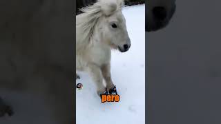 Falabella El Caballo Más Pequeño Y Tierno Del Mundo
