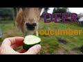 Do deer eat cucumbers you ask? 🥒🥒