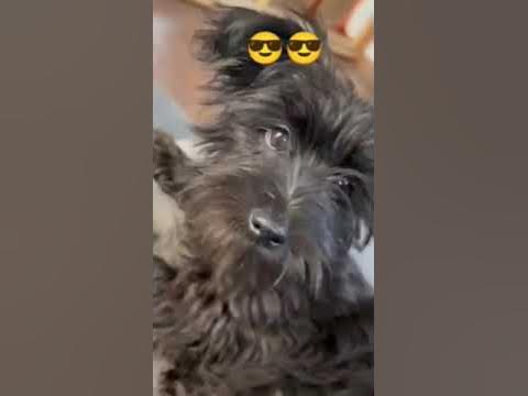 пес патрон - YouTube