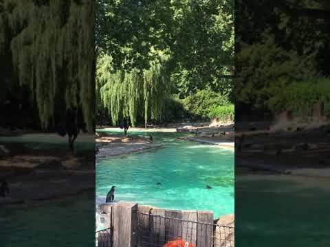 Wideo: ZSL London Zoo Ma Coroczną Wagę Zwierząt