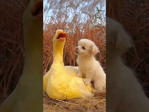 Friendship / puppy and duck . A beautiful moment #422 - #shorts