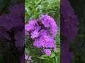 Tall garden phlox are the perfect perennial for August | All Things Gardening