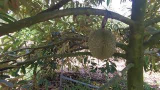 Blackthorn durian 4 years old have fruit, cây sầu riêng blackthorn có trái tại Bến Tre