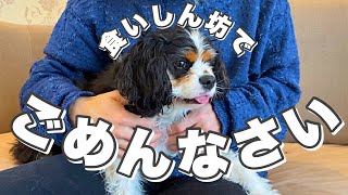 【キャバリア犬】アカナ(ACANA)の新しいフードWild Prairieを開封！！多頭飼い夫婦の日常風景