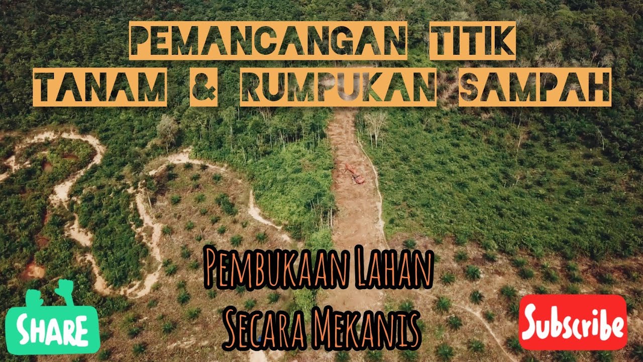 Pemancangan Titik Tanam Sawit dan Rumpukan Sampah || Pembukaan Kebun Secara Mekanis Excavator