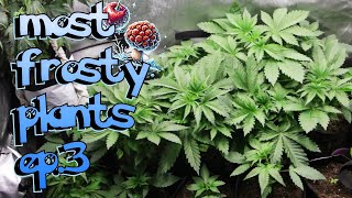 Fire And Ice The Frostiest Plants Ever Ep.3 - Seed To Harvest How To Grow Weed Home