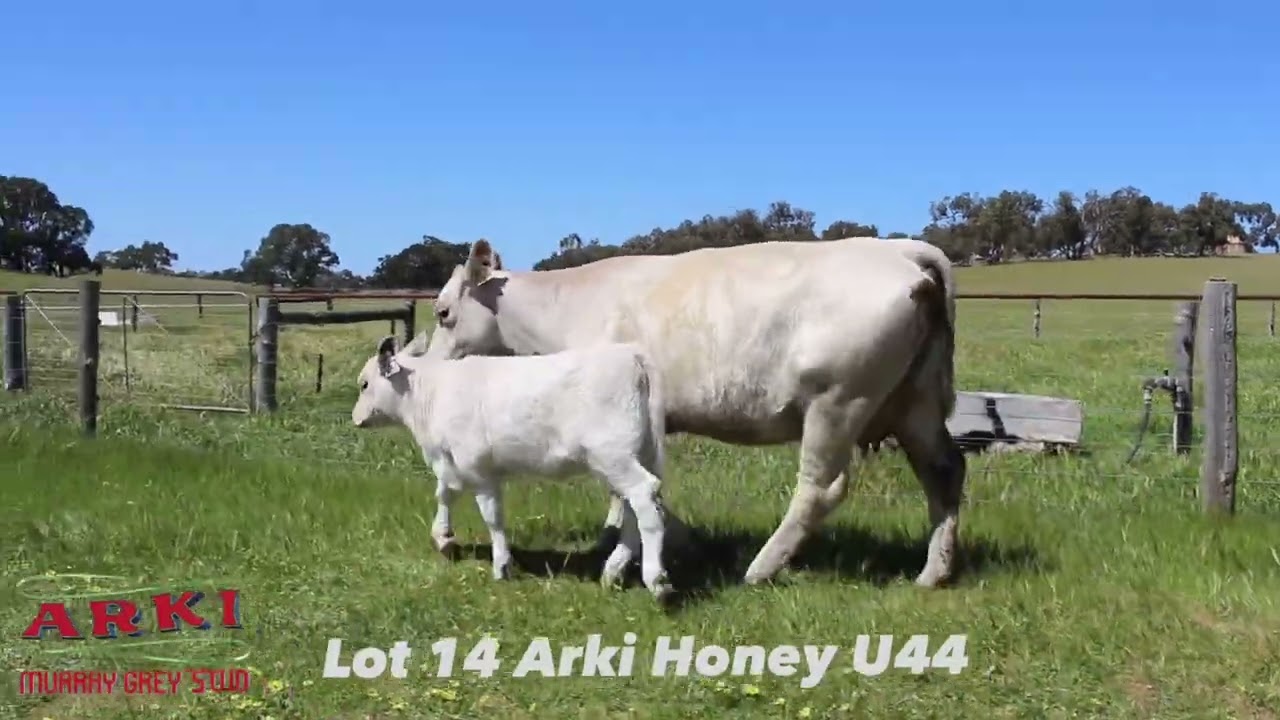 Lot 14 Arki Honey U44 | Murray Grey Premier Sale 2025