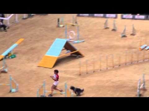 Agility WC 2010, Agility Individual Medium, Melani...