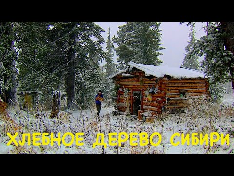 Видео: Хлебное дерево Сибири / В тайгу на поиски кедрового леса / Siberian Cedar - Life-Giving Tree.