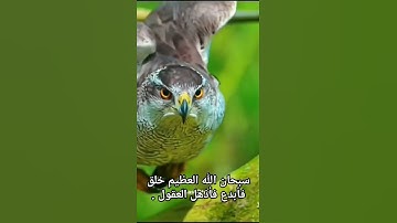 روائع القارئ محمد الفقيه من اليمن🇾🇪#انشروا_القران