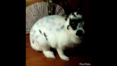 Best Dont Judge Challenge(Rabbit Version)