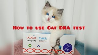 How to use Basepaws Cat DNA test and why should you use cat genic test. Cat Health