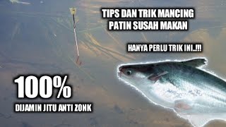 TIPS DAN TRIK MANCING IKAN PATIN YANG SUSAH MAKAN DIJAMIN ANTI ZONK | TRIK AMPUH JITU
